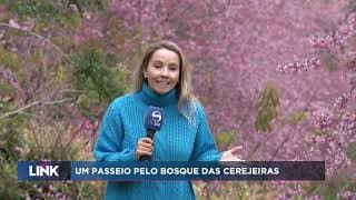 Um passeio pelo bosque das cerejeiras em Alfredo Chaves
